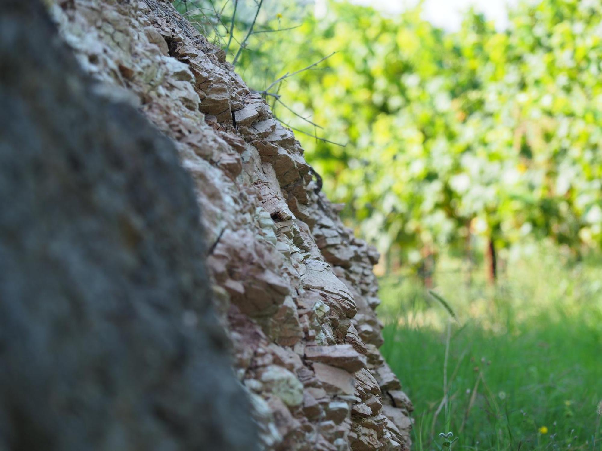 Azienda Agricola Ca' Lunga Cinto Euganeo Dış mekan fotoğraf