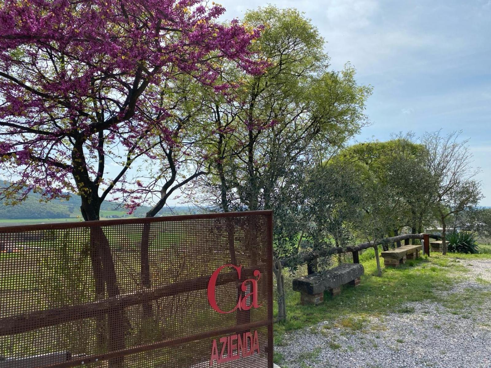 Azienda Agricola Ca' Lunga Cinto Euganeo Dış mekan fotoğraf